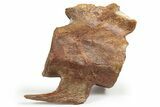 Fossil Plesiosaur Vertebra - Asfla, Morocco #241041-2